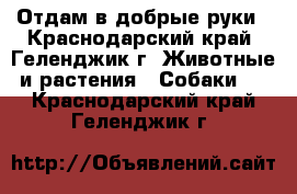 Отдам в добрые руки - Краснодарский край, Геленджик г. Животные и растения » Собаки   . Краснодарский край,Геленджик г.